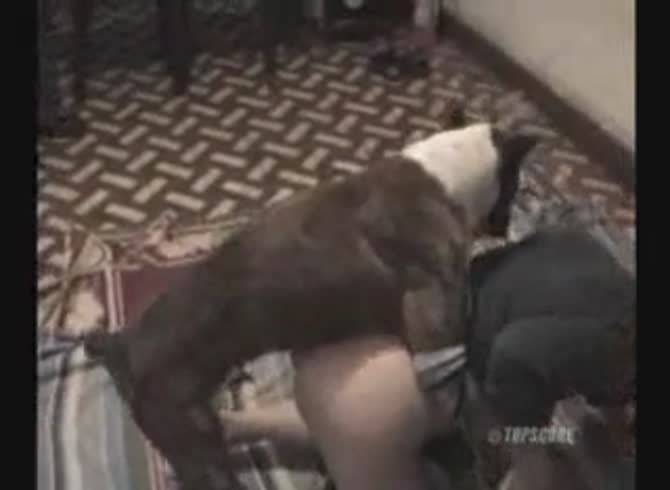Video :Big dog dick smashing the pussy of slut